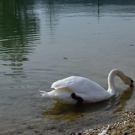 Апартаменты Borovnica Catez