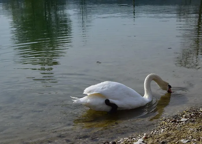 Апартаменты Borovnica Catez